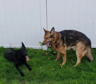 How to Choose the Best Dog Training in Poughkeepsie, NY