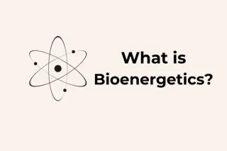 What Is Bioenergetics?