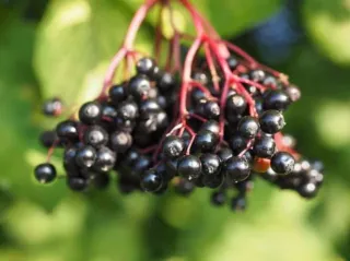 Homemade Elderberry Syrup Recipe [flu + cold natural remedy]