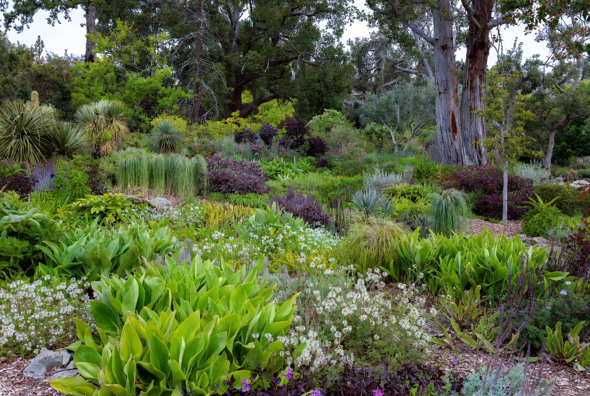 Transform Your Garden with California Native Plants