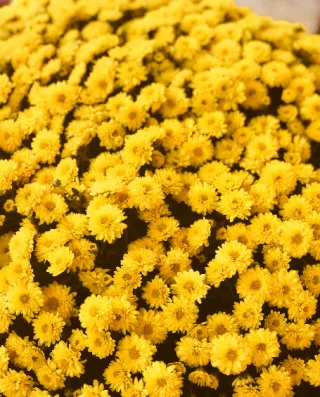 Allergy Season Alert: Tips and Tricks to Keep Sneezes at Bay 🌼