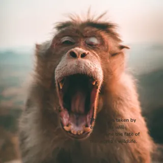 What is Monkey Brain, and do you have it?