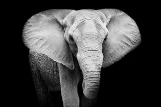 Why The Elephant