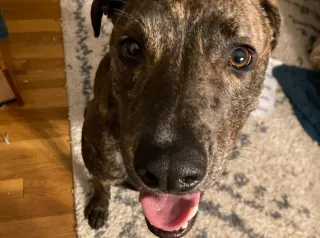 Why My Dog Has a Blog