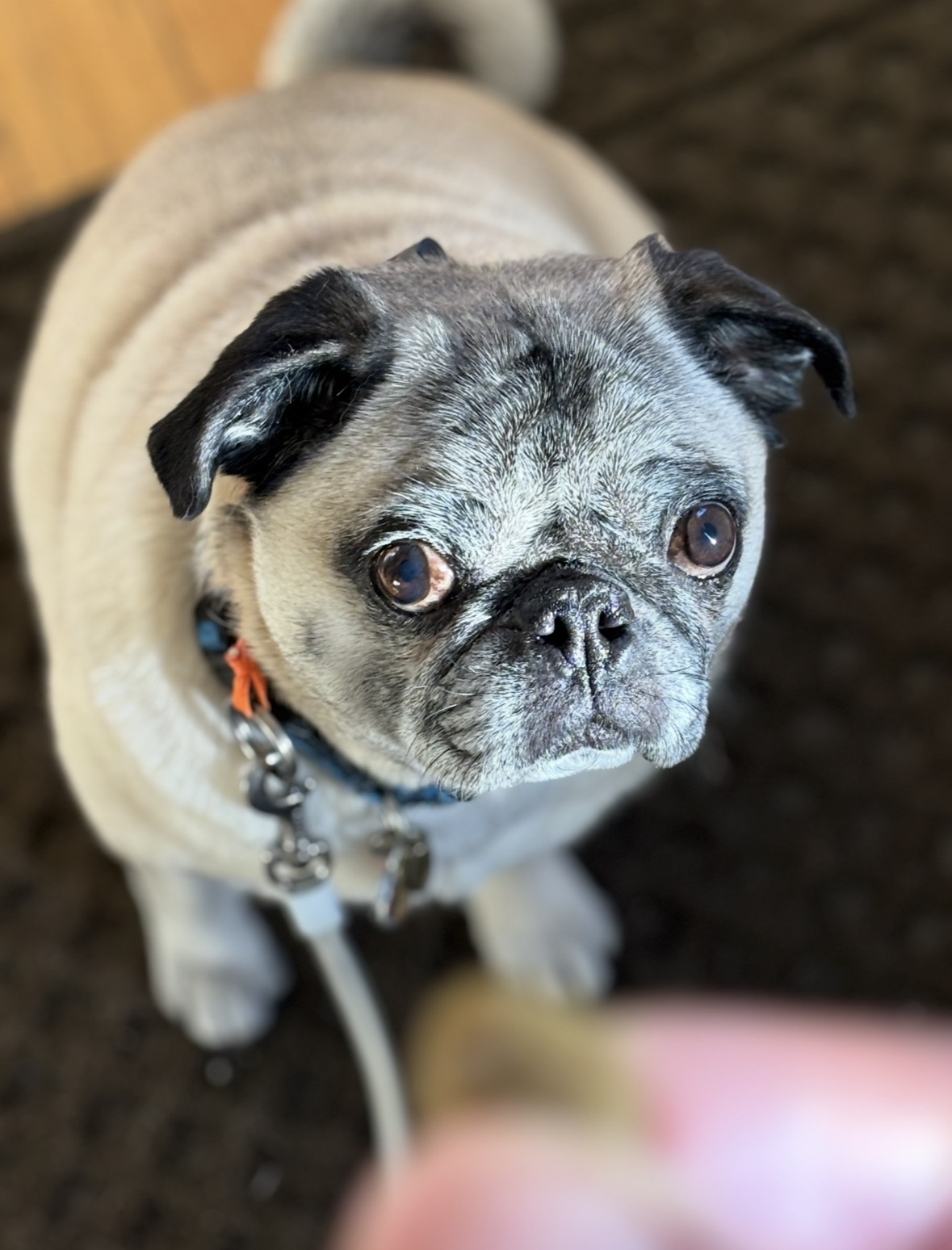 My Dog Won't Listen Without Treats