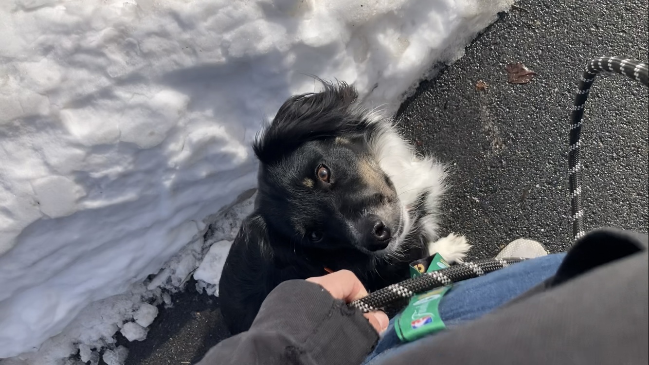 Why Your Dog Doesn’t Need More Tips — They Need Better Leadership