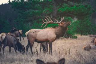 The Elk Hunter's Fitness Plan: Train for September Success
