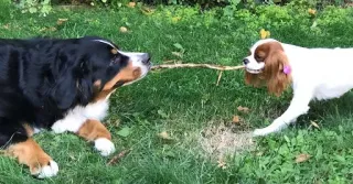 Are You Breaking Dog Law?