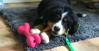 How To Stop Puppy From Biting, Nipping, And Ruining Your Once-Simple Lives