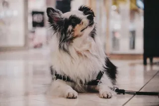 The Unpleasant Truth About Good Dogs