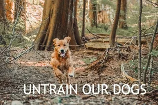 Does Your Dog's Life Matter?