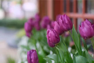 Mobile Notary for Assisted Living | Compassionate In-Facility Notarization in Snohomish County