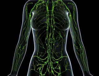 Understanding the Unsung Hero: How the Lymphatic System Sustains Our Health