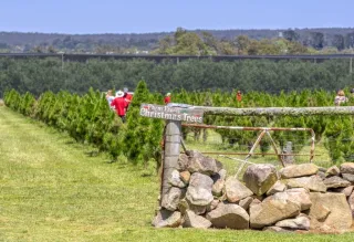 ☕ Sips & Bites: Your Stanthorpe Café Guide Starts Here