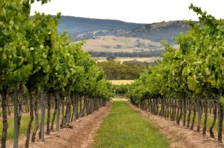 What Makes Stanthorpe Cafes So Unique? Discover the Flavour of the Granite Belt