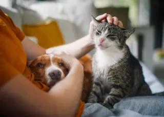 FAQ's About Pets