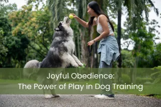 Joyful Obedience: The Power of Play in Dog Training
