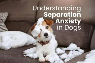 Understanding Separation Anxiety in Dogs