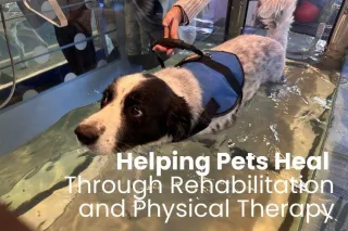 Helping Pets Heal Through Rehabilitation and Physical Therapy
