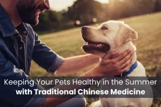 Keeping Your Pets Healthy in the Summer with Traditional Chinese Medicine
