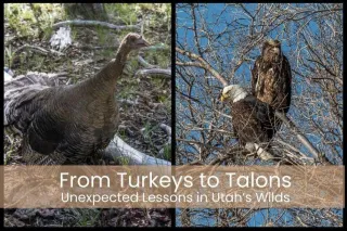 From Turkeys to Talons: Unexpected Lessons in Utah’s Wilds