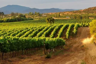 3 Ways To Partner With Local Wineries To Create A Vibrant Partnership