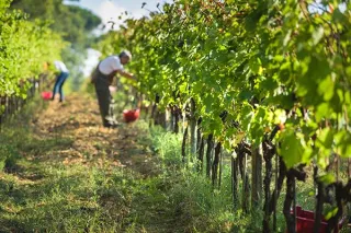 5 Key Elements To Consider To  Negotiate Better Prices With Selected Distributors