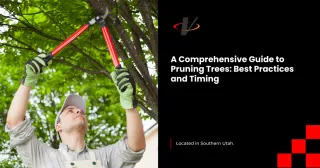 A Comprehensive Guide to Pruning Trees: Best Practices and Timing