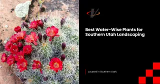 Best Water-Wise Plants for Southern Utah Landscaping