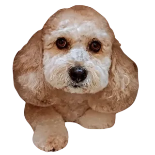 FAQ image