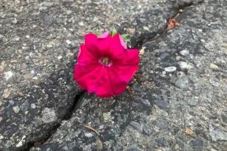 Rising Strong: A Guide to Cultivating Resilience