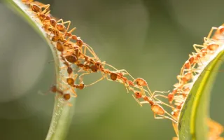 Beyond Hierarchy: Three Principles of Effective Leadership in Self-Managed Systems