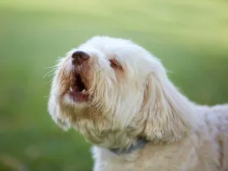 Why do dogs bark?