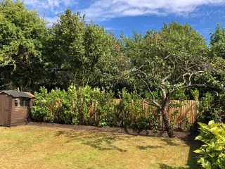 What trees could you plant in your English Garden?