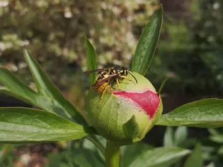 What to plant to help bees & pollinators? 🐝