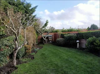 How to prune fruit trees 🌳