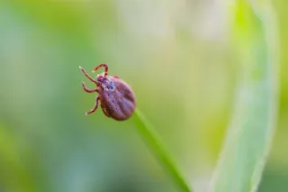 Ticks, Types & Another Trend