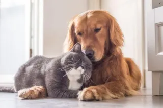 O SOLAR DOS FRADES É PET FRIENDLY