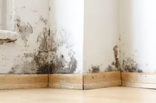 Could Mold or Heavy Metals Be Impacting Your Health?