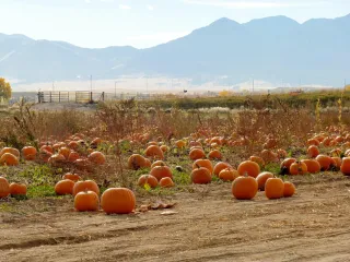 🎃 Fall Vibes & Pumpkin Patches: Why Rock Creek Farm in Broomfield is a Colorado Classic