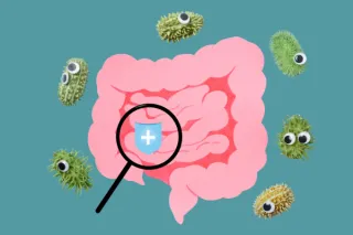 Insulin Resistance Begins in the Gut: Understanding the Root Cause