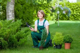 How to Select the Perfect Evergreen Fertilizer for Your Landscaping?