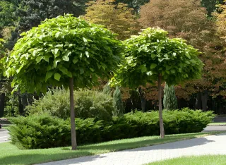 5 Beautiful Hazelnut Tree Landscaping Ideas for Your Yard