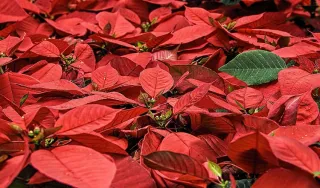 Doggy Danger: Beware of These Holiday Plants 