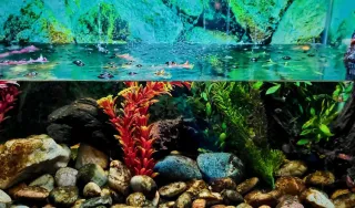 New Aquarium? Here's a Checklist of Everything You Need!