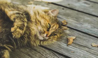 Tips for Keep Your Cat Relaxed 