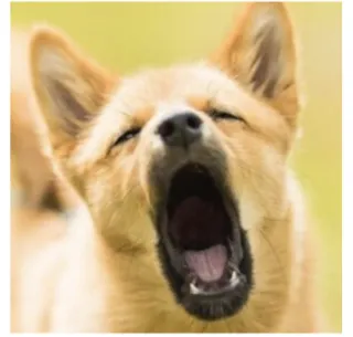Barking