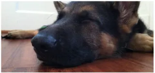Uschi