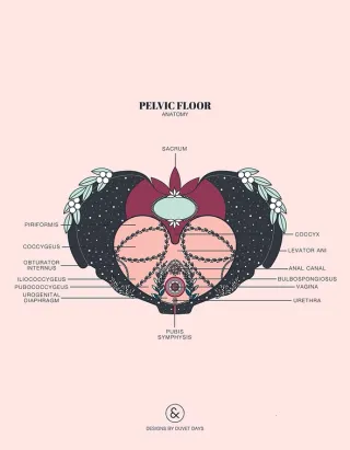 The link between stress, trauma, emotions and pelvic floor health