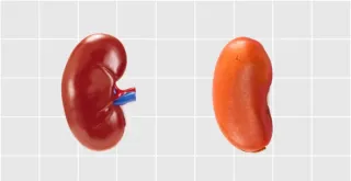 Health Benefits Of Kidney Beans